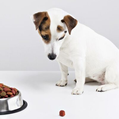 Common Food Allergies in Dogs