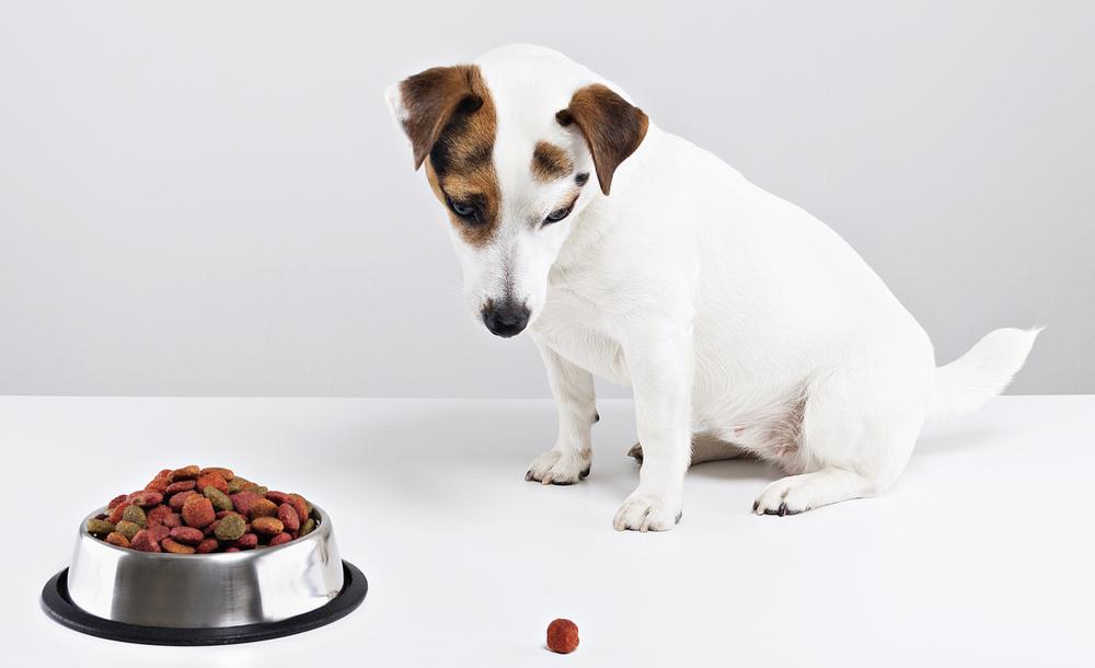 Common Food Allergies in Dogs