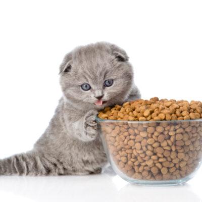 Cat Food Treat Tips