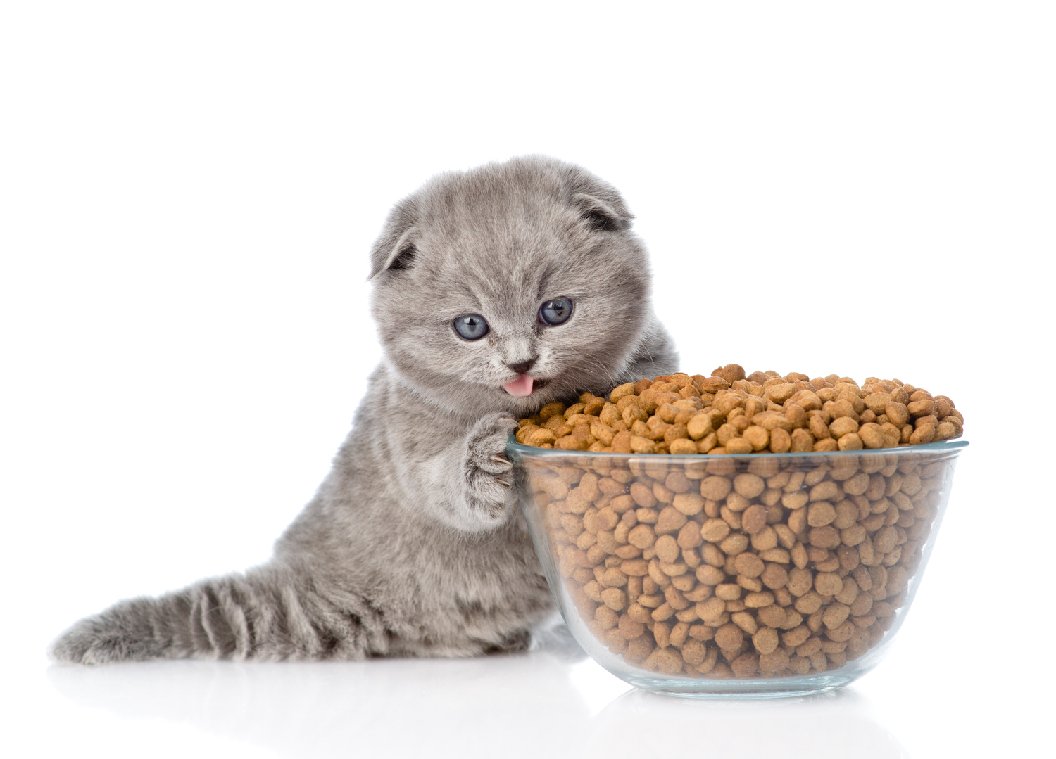 Cat Food Treat Tips